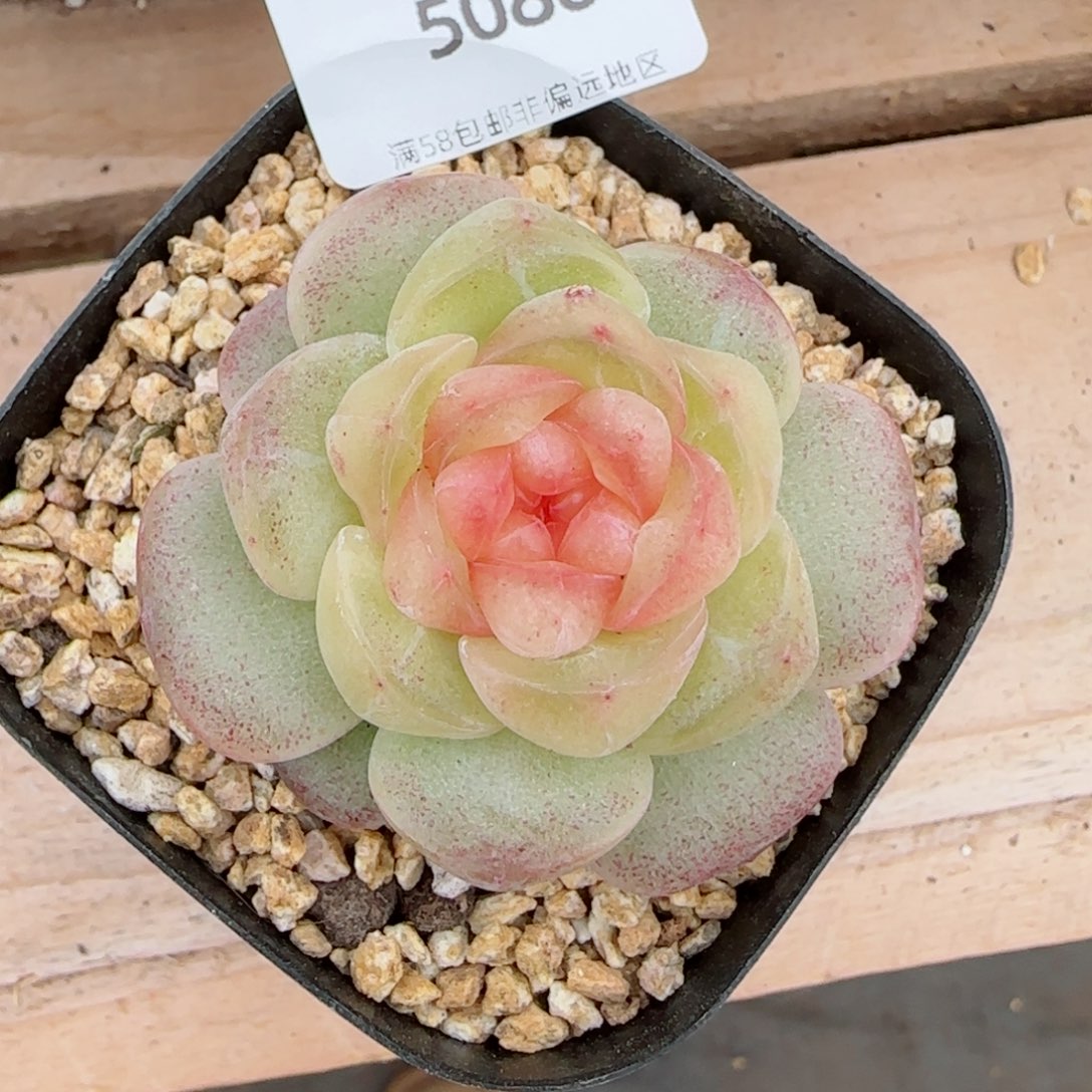 甜柚，5086多肉植物