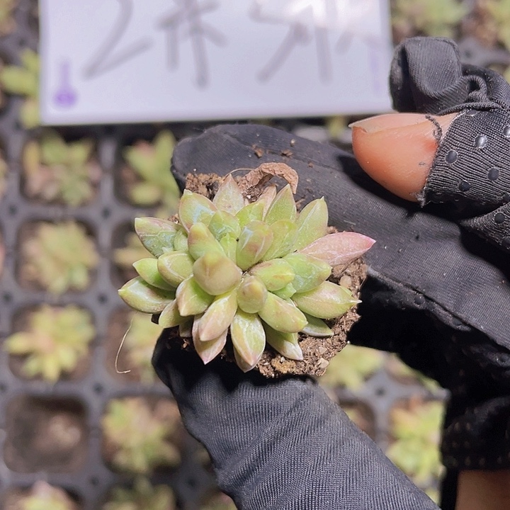 65精品炫彩星2米3颗