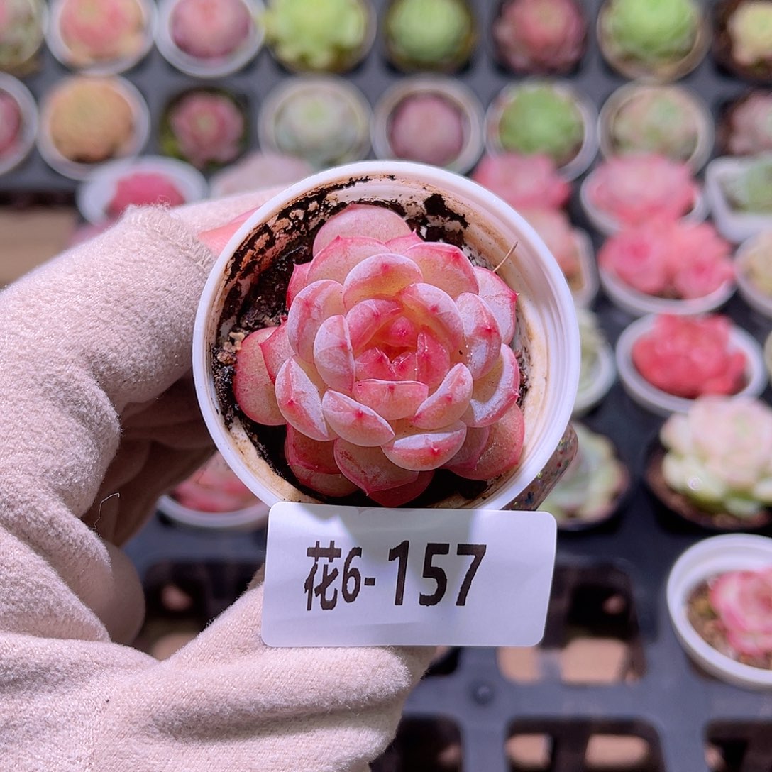 花利美6-157雪颜玉