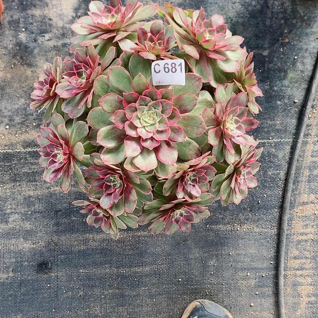 莲花座681炖肉111111