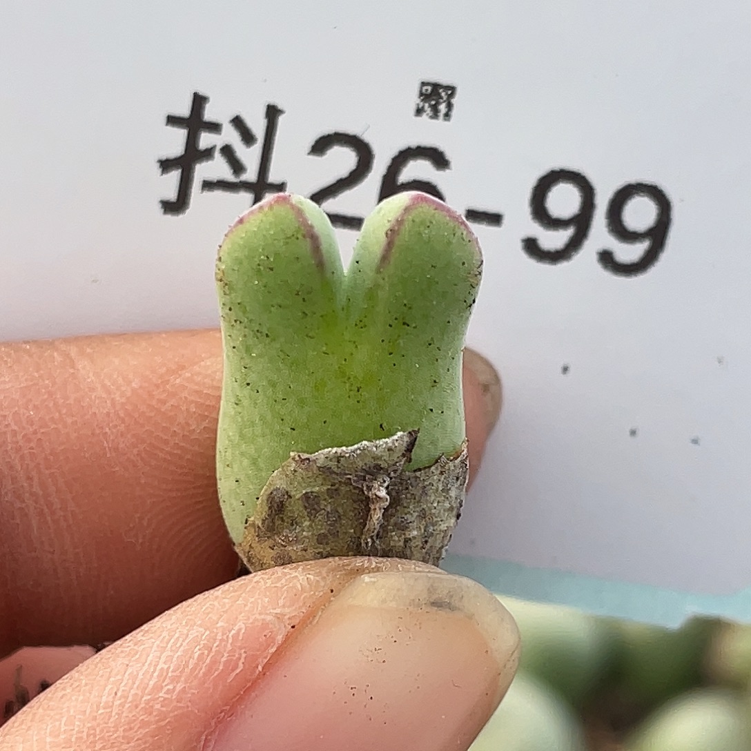 26-99猪蹄多肉植物