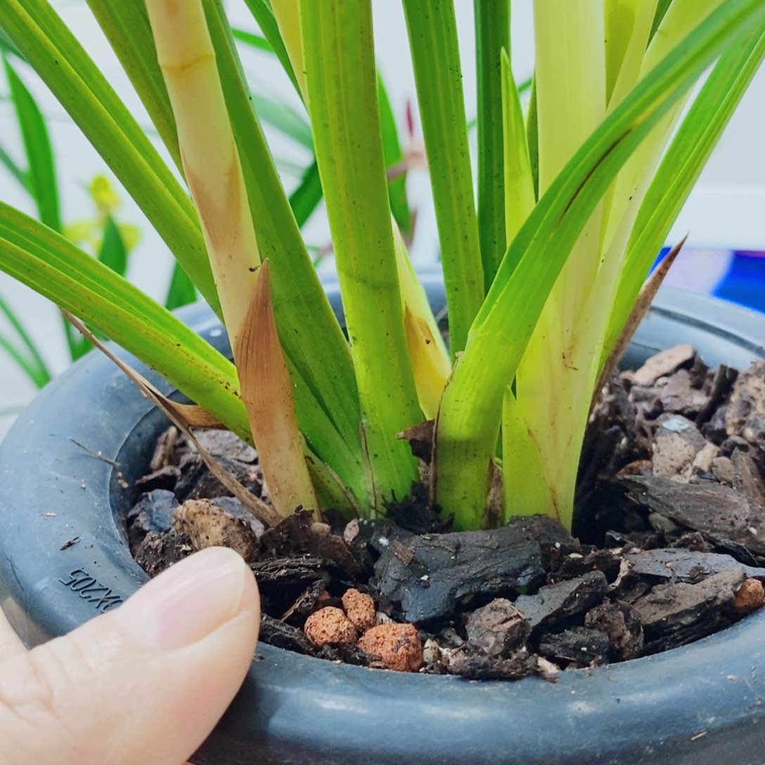 大***平大部分花苞少量开放