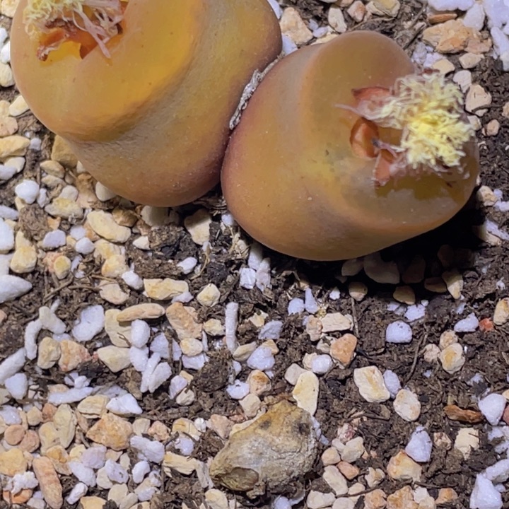 快****45888888888885685588888