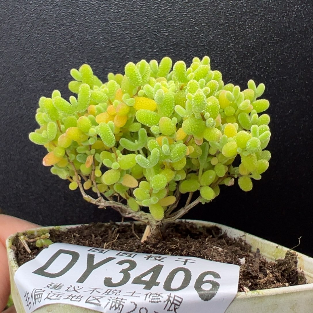 漏 dy3406小可爱蜜橘糖球冠幅5cm