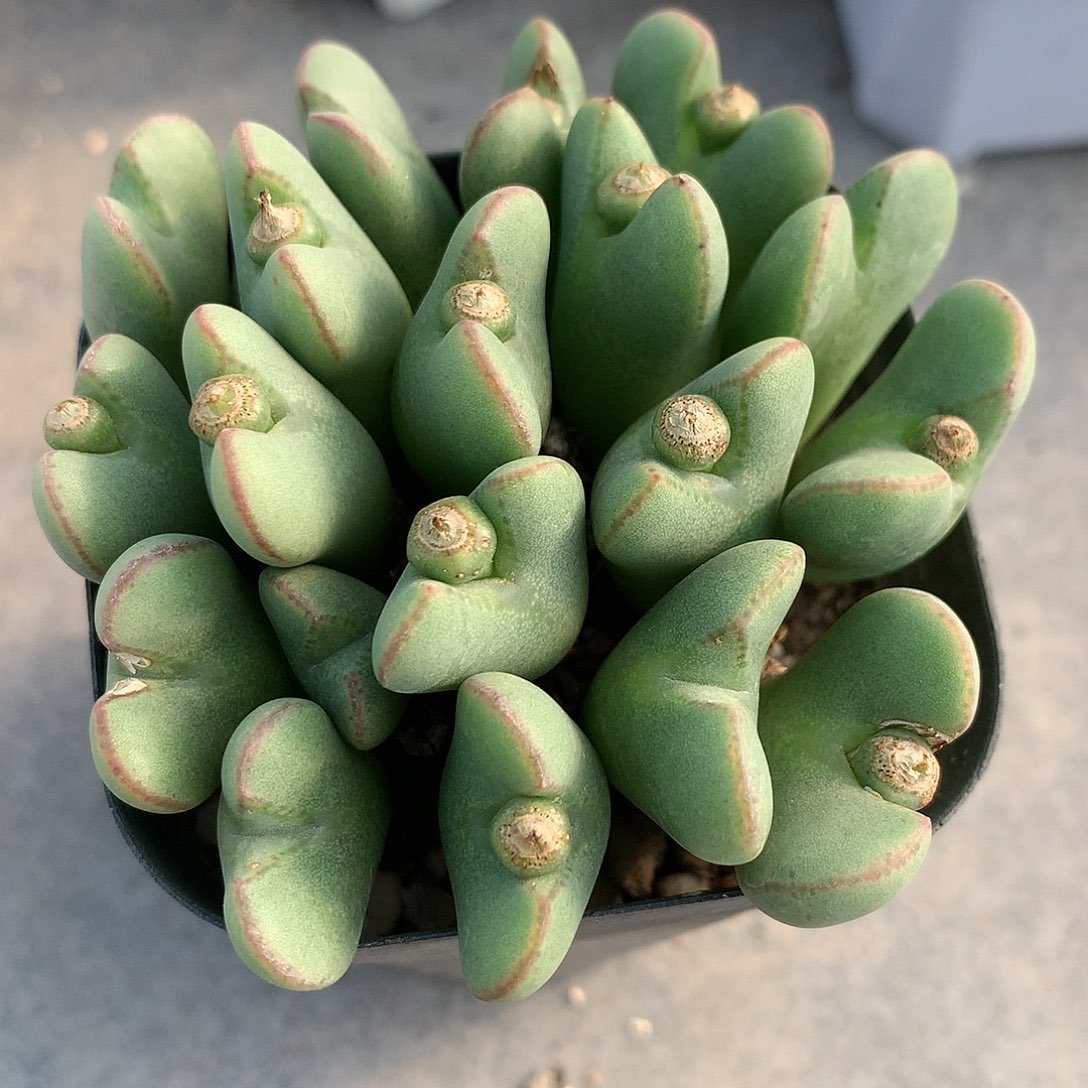 少将一盆非常好看