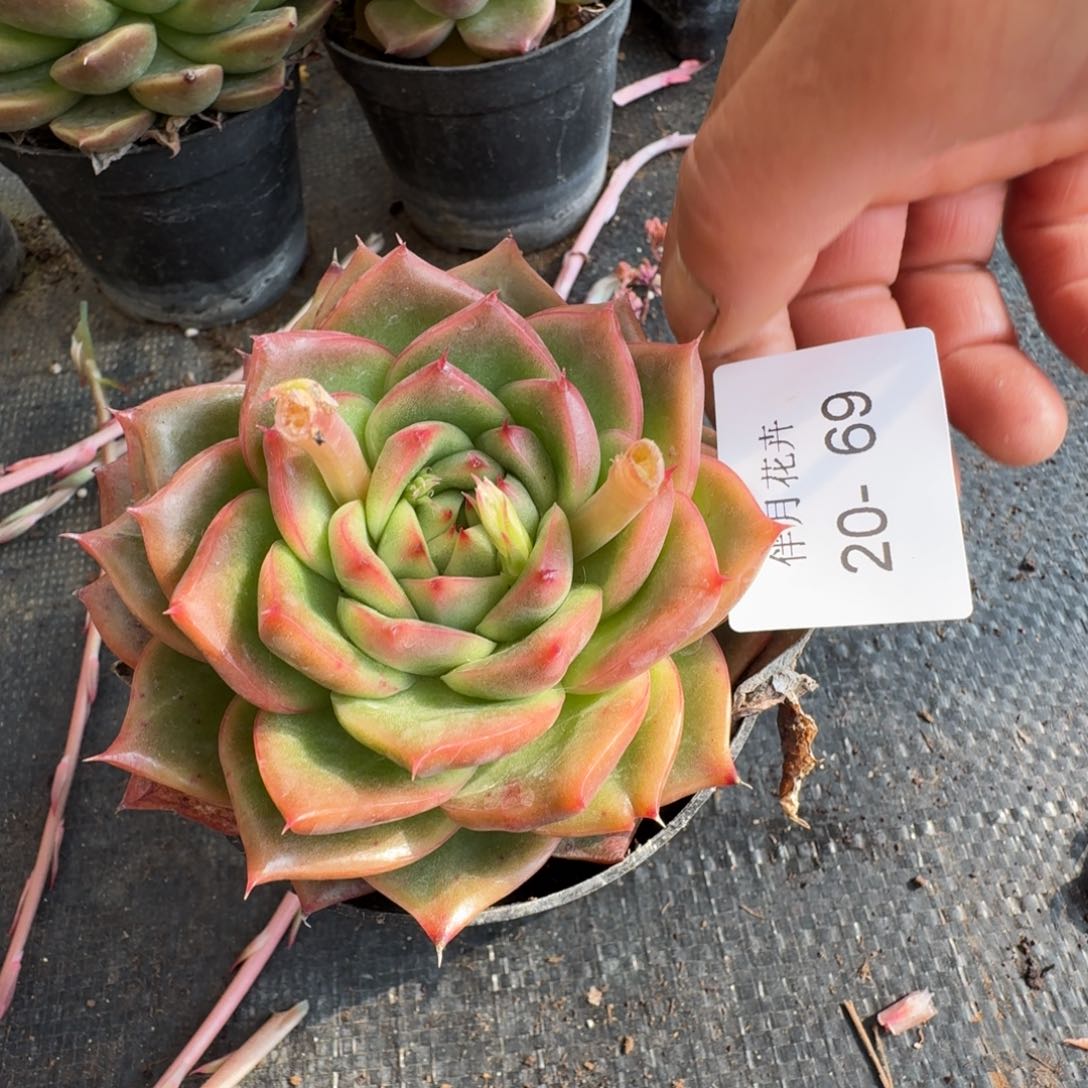多肉杂交一物一拍20-69