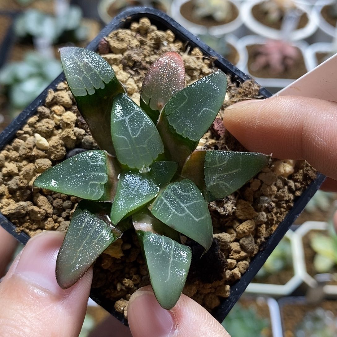 208实生克十二多肉