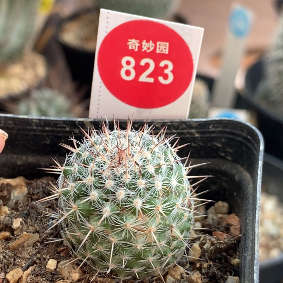 实生长刺白王丸一颗