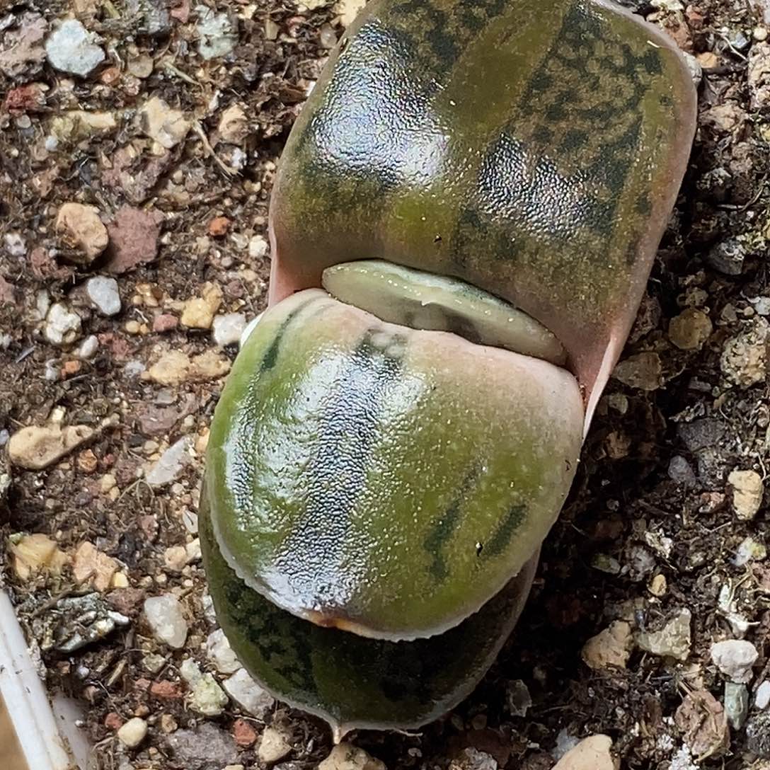 不带盆脱土裸根发货（实生）