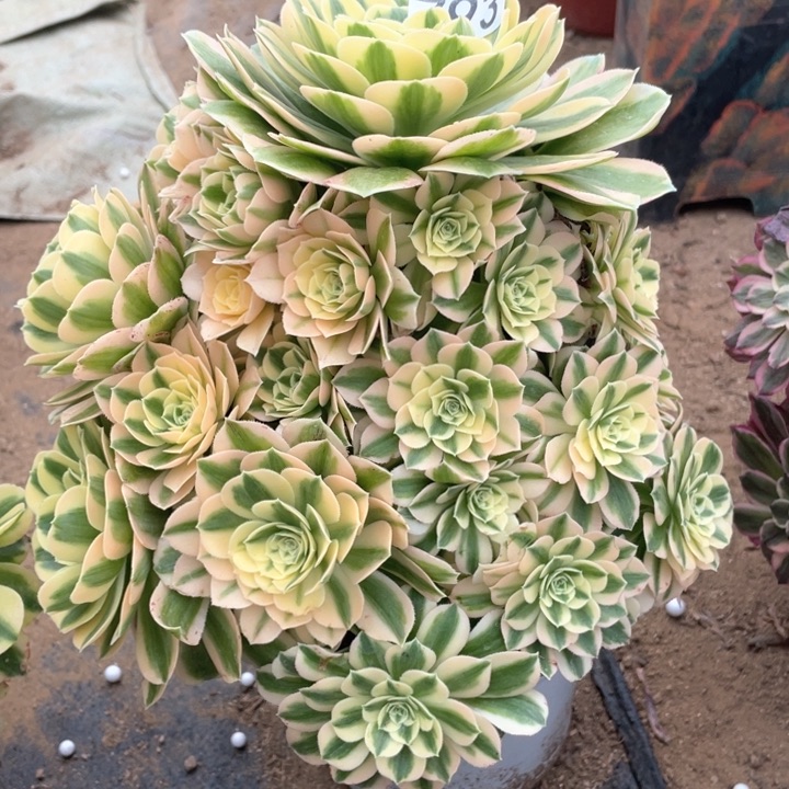 793多肉植物迈巴赫