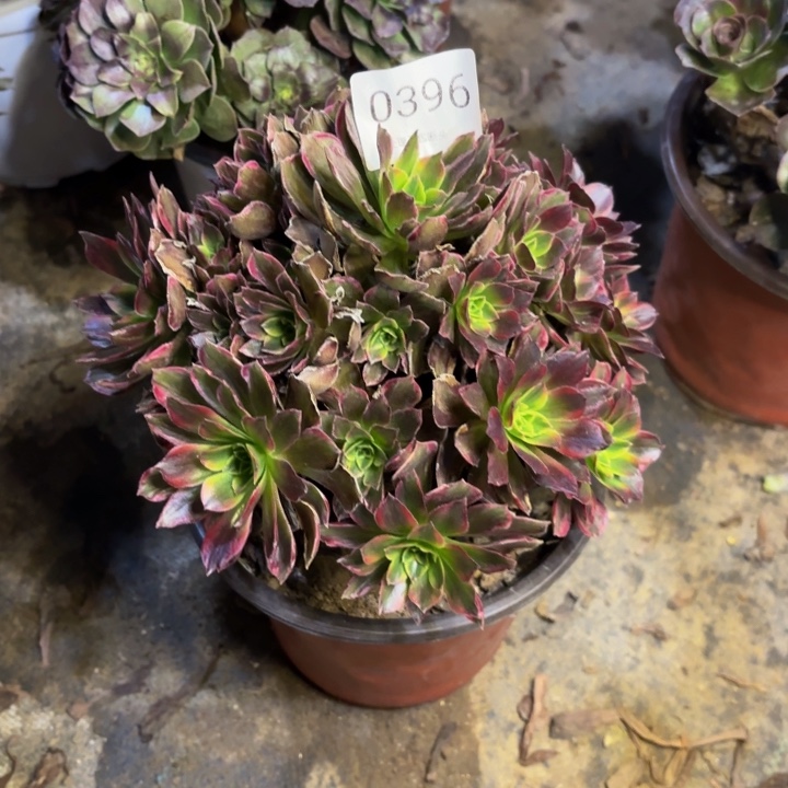 安娜锦多肉处理不包断头0396