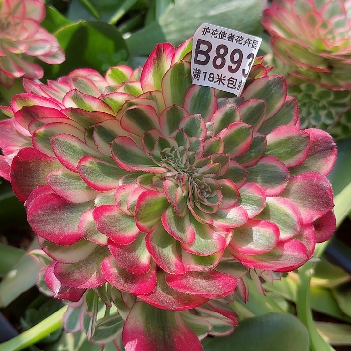 多肉法师荔枝缀化