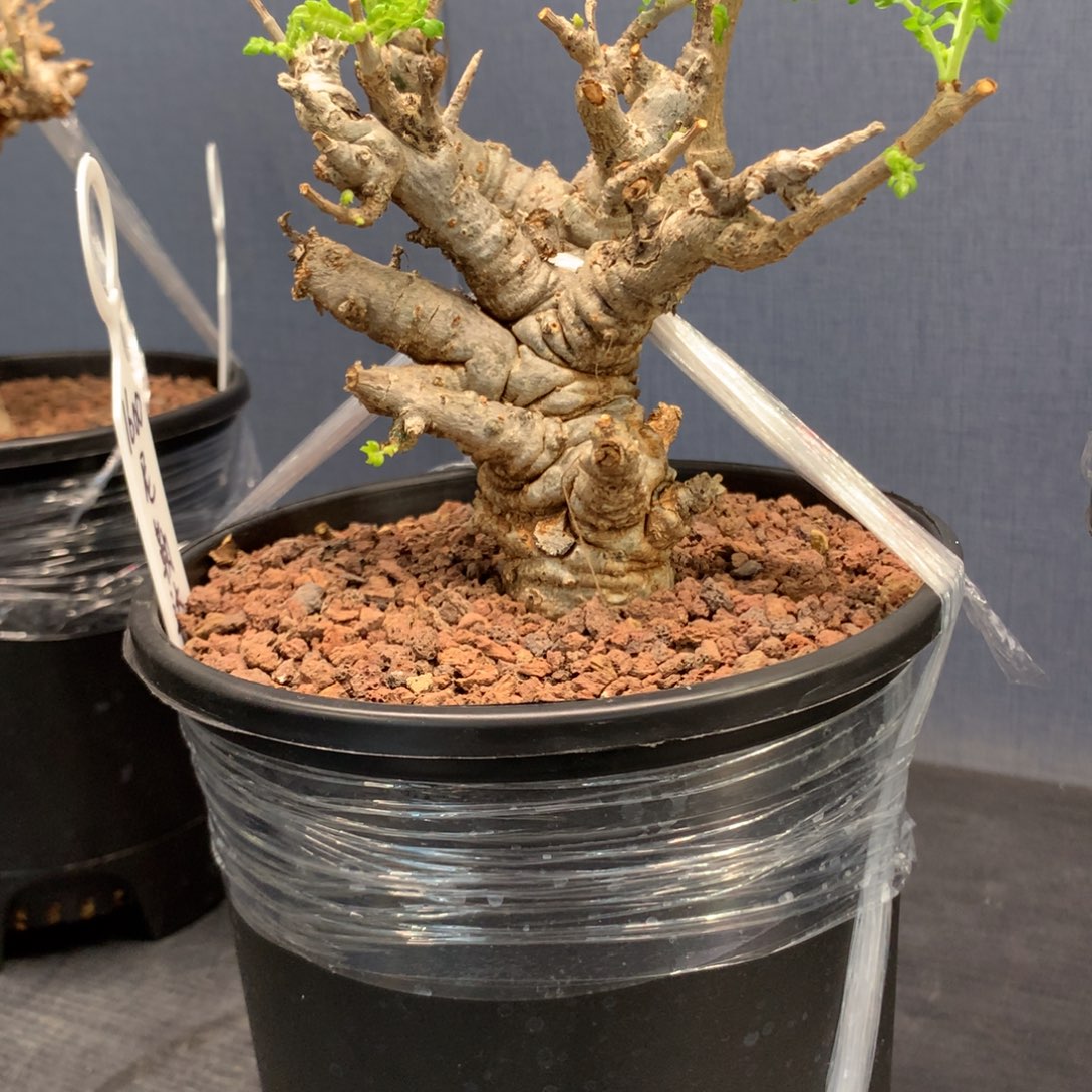 尼勒达乳香产地熟桩