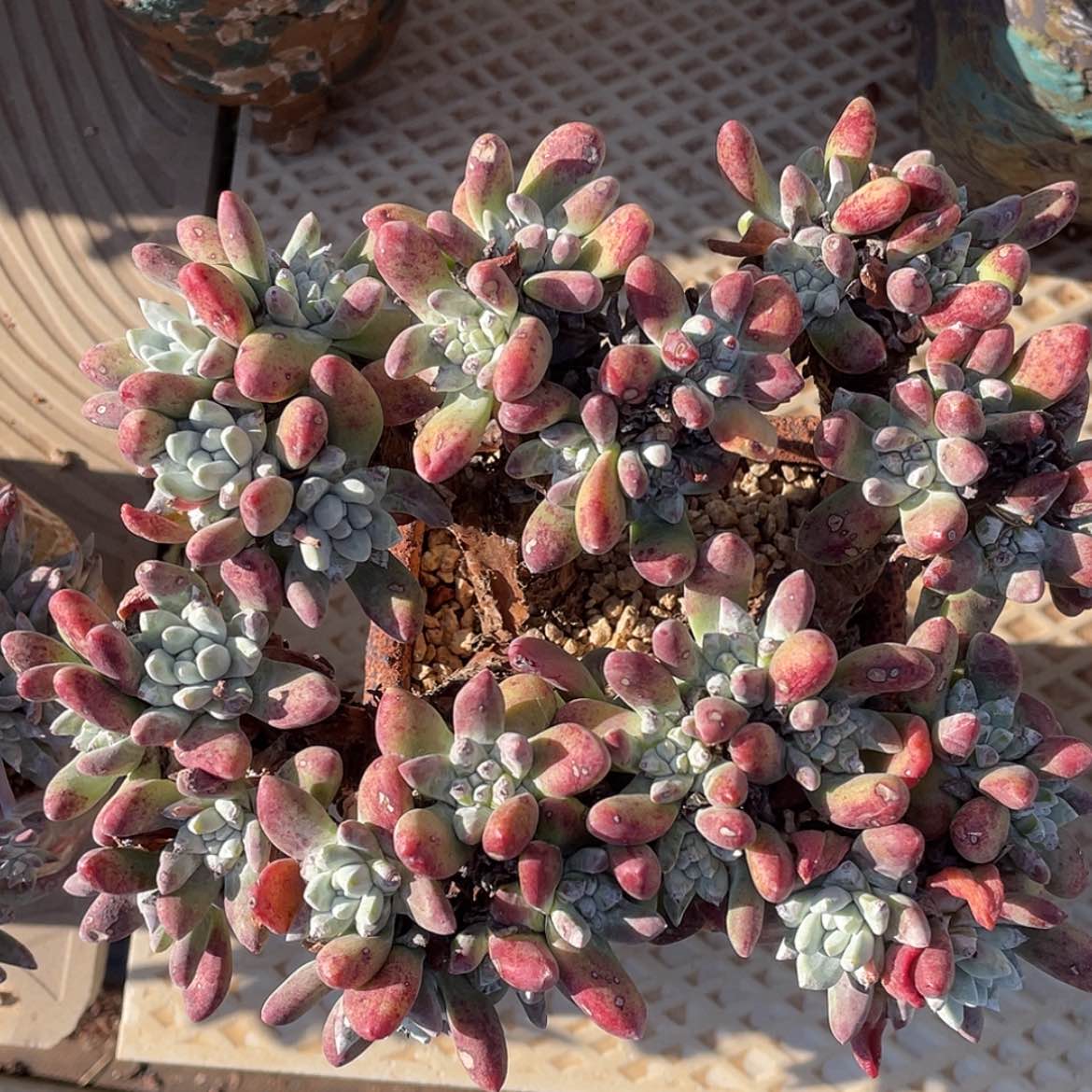 【闪购商品】法姆老庄