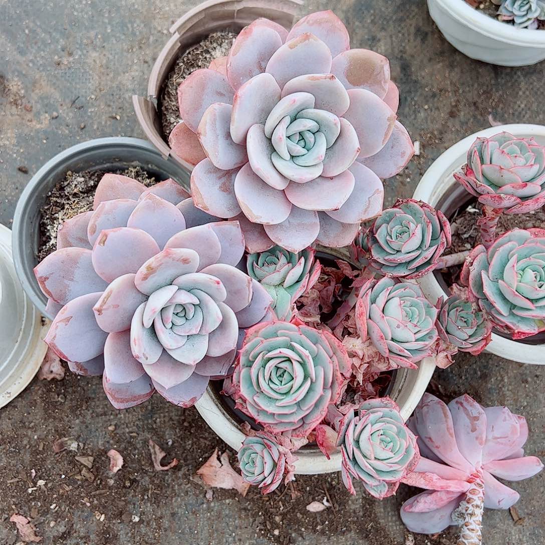 红茶大单头精品特价二盆