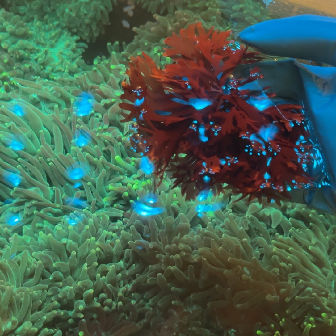 寒***窒奶嘴海葵红色鹿角藻11111