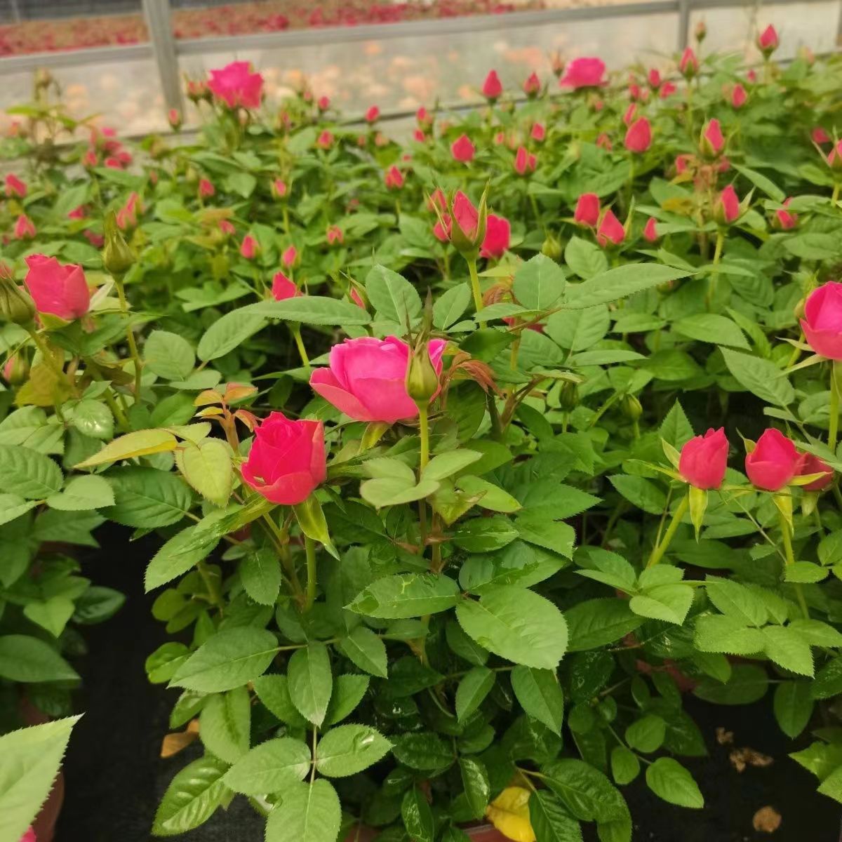 【维密花园】月季四季开花盆栽
