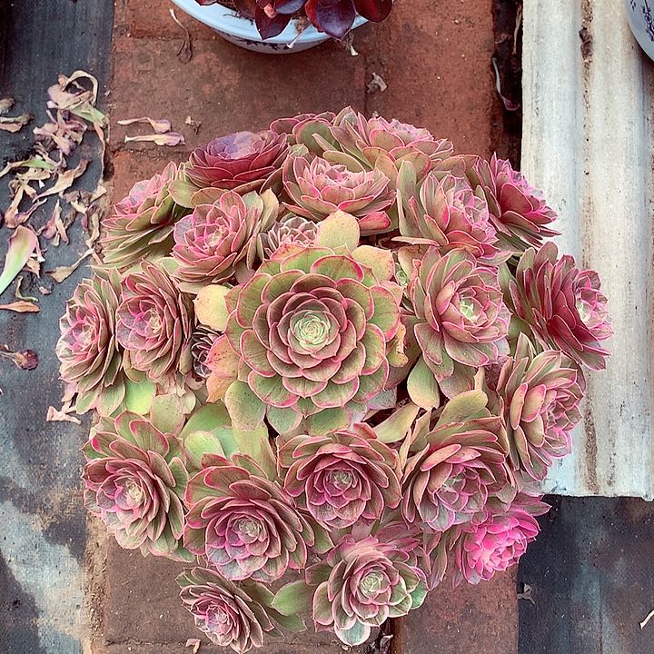 莲花座，多肉植物