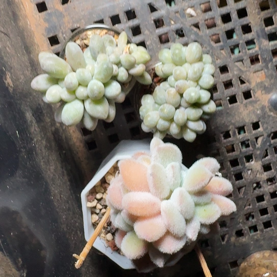 圆卡卡米三颗一起专拍