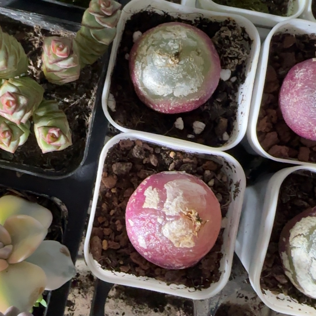 大灯泡多肉植物组合