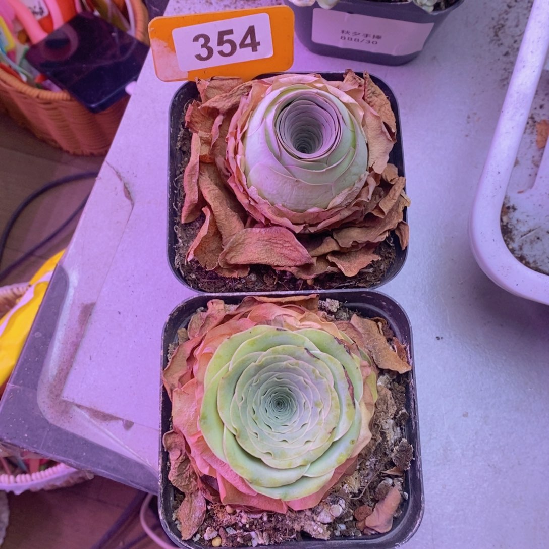 尖****?浪花玫瑰➕盛夏玫瑰354 裸根发