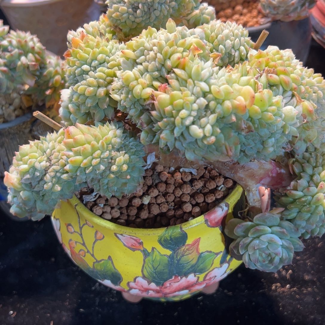 湫*鱼新年快乐啊宝宝们88888888888888