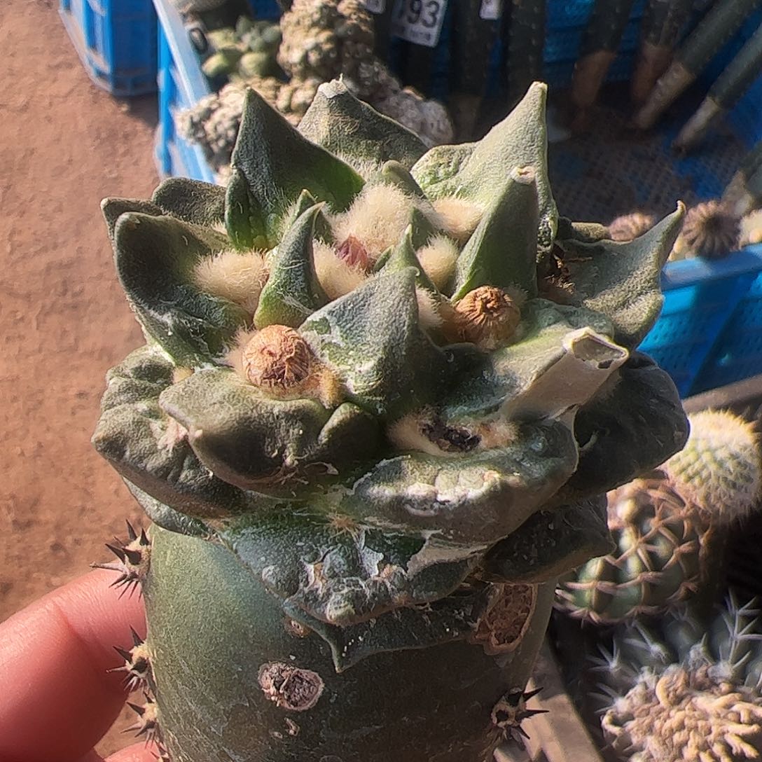 勾尤龙芽龟甲微瑕疵473