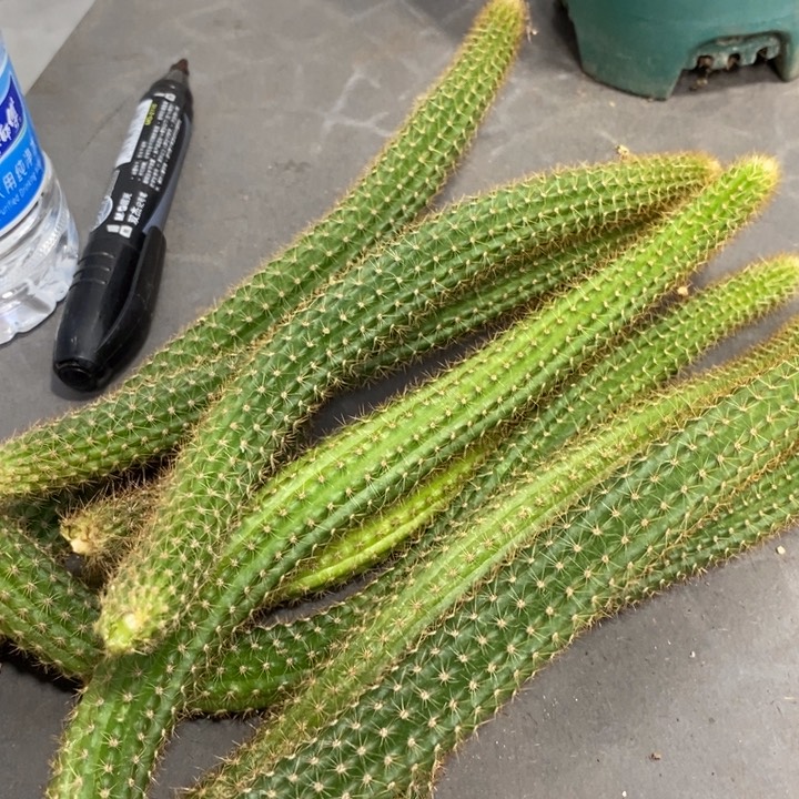新品金妞玛丽珍黄侧芽