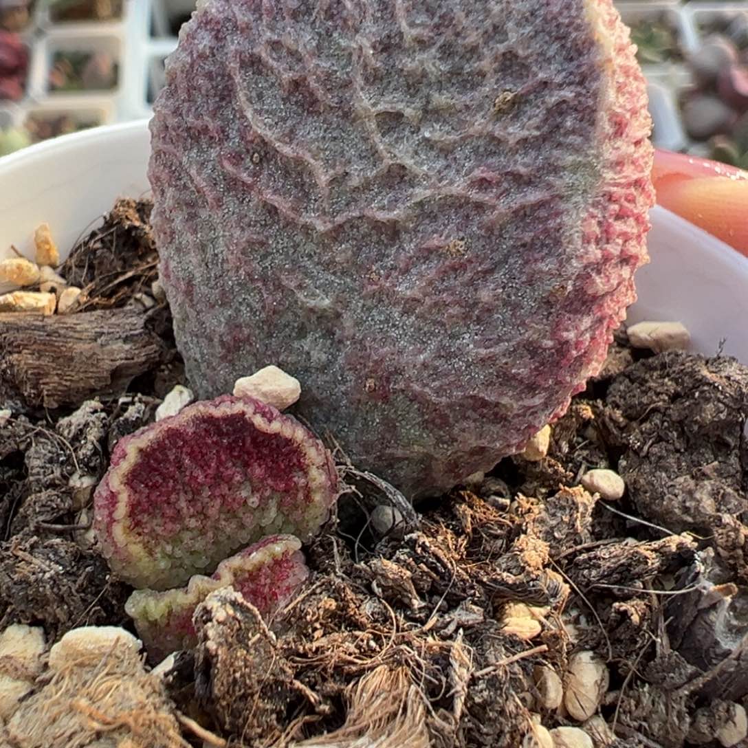 猪肝多肉植物叶插苗