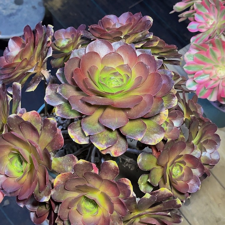 魅金玫瑰魅金玫瑰015