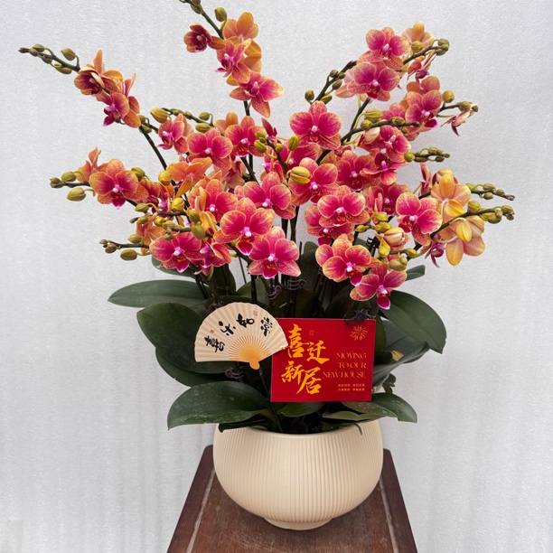 兰馨【金蝶】 蝴蝶兰送人送礼乔迁 室内花卉 花期长 好养活