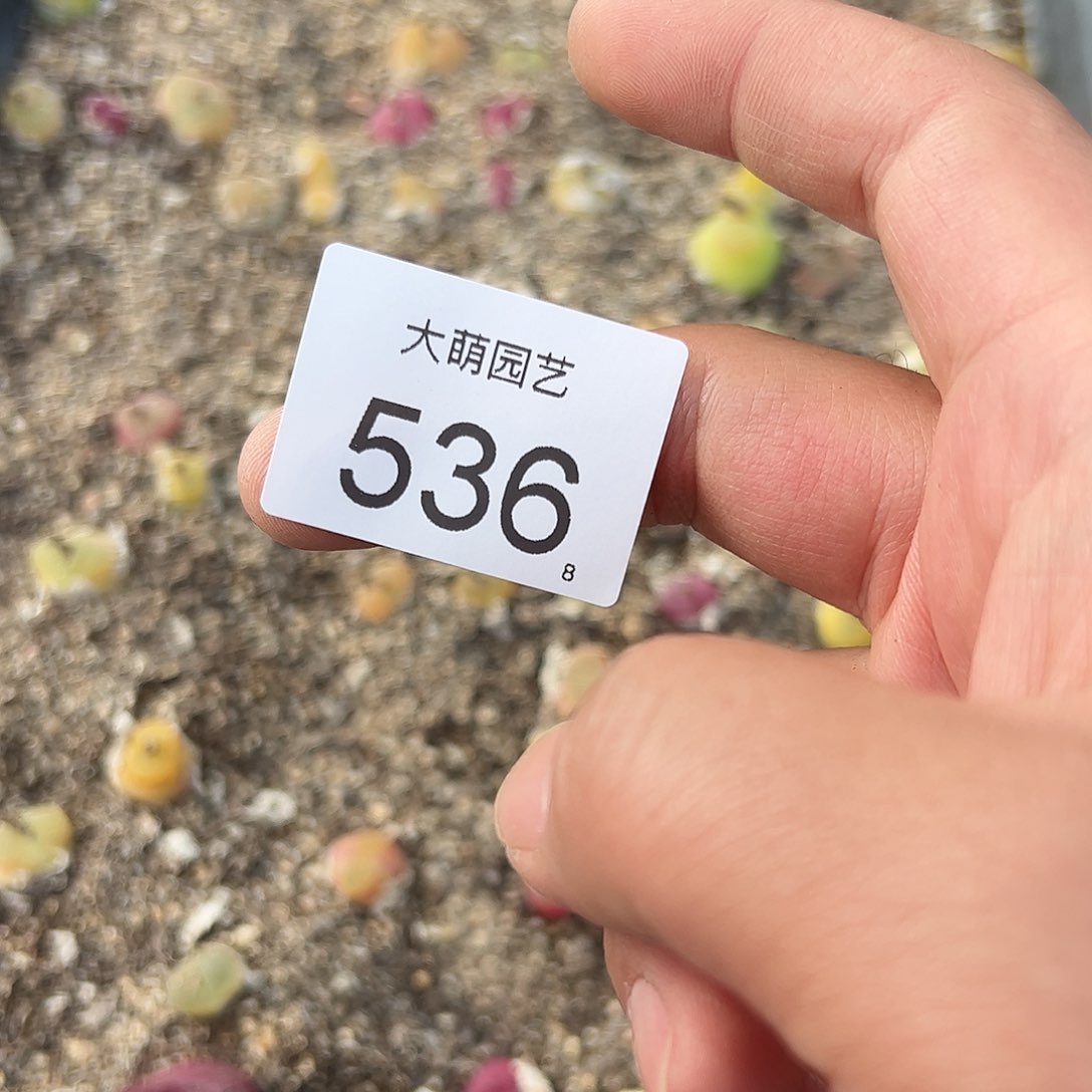 0000536 清框脱土发无售后