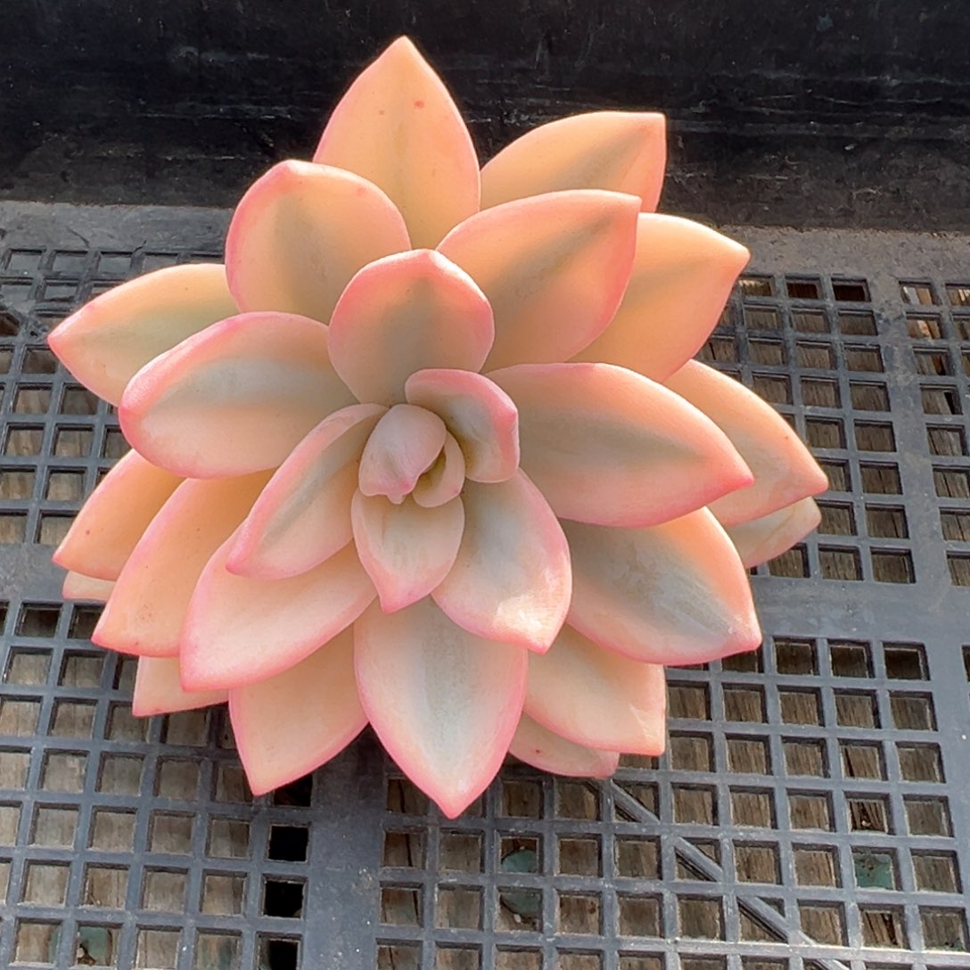 厚霜锦多肉植物单头