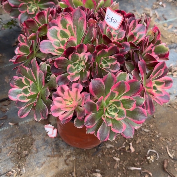 3-50皇后有断肢处理不包售后