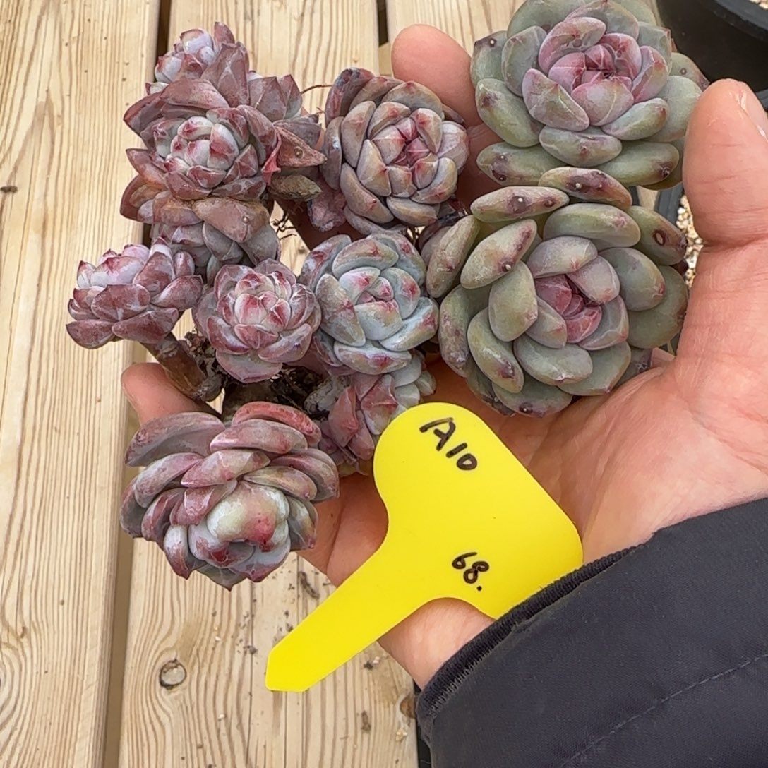 突尼斯特价有瑕4颗发货多肉