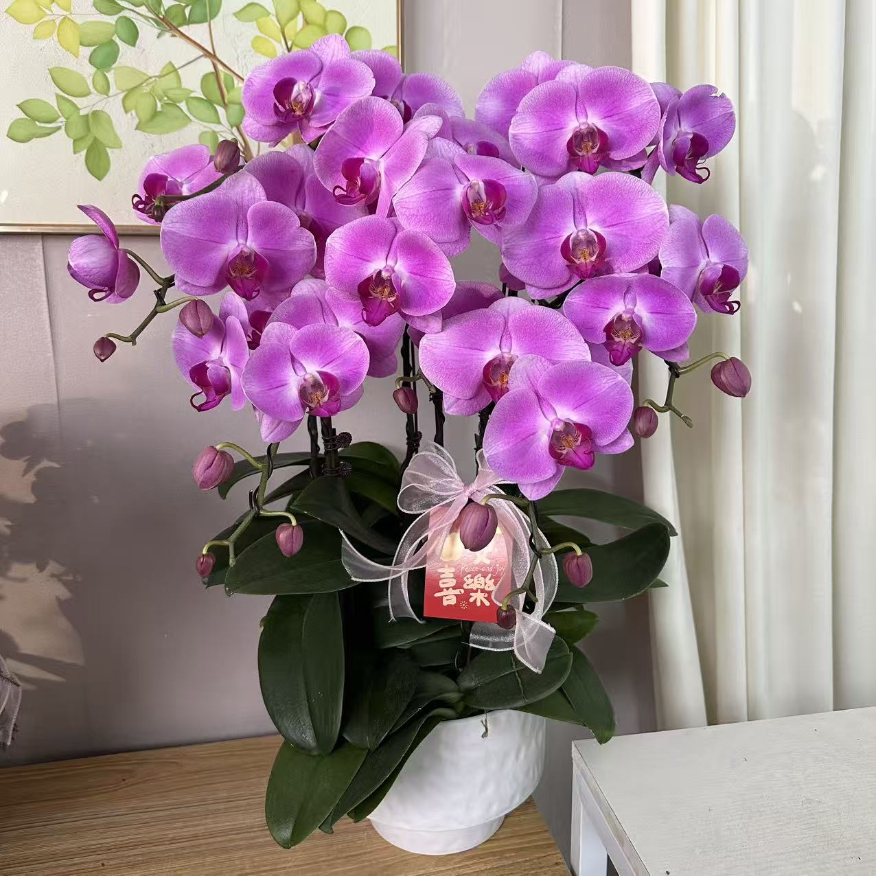 简香（粉冠军）高货蝴蝶兰精美艺术鲜花送人送礼花卉