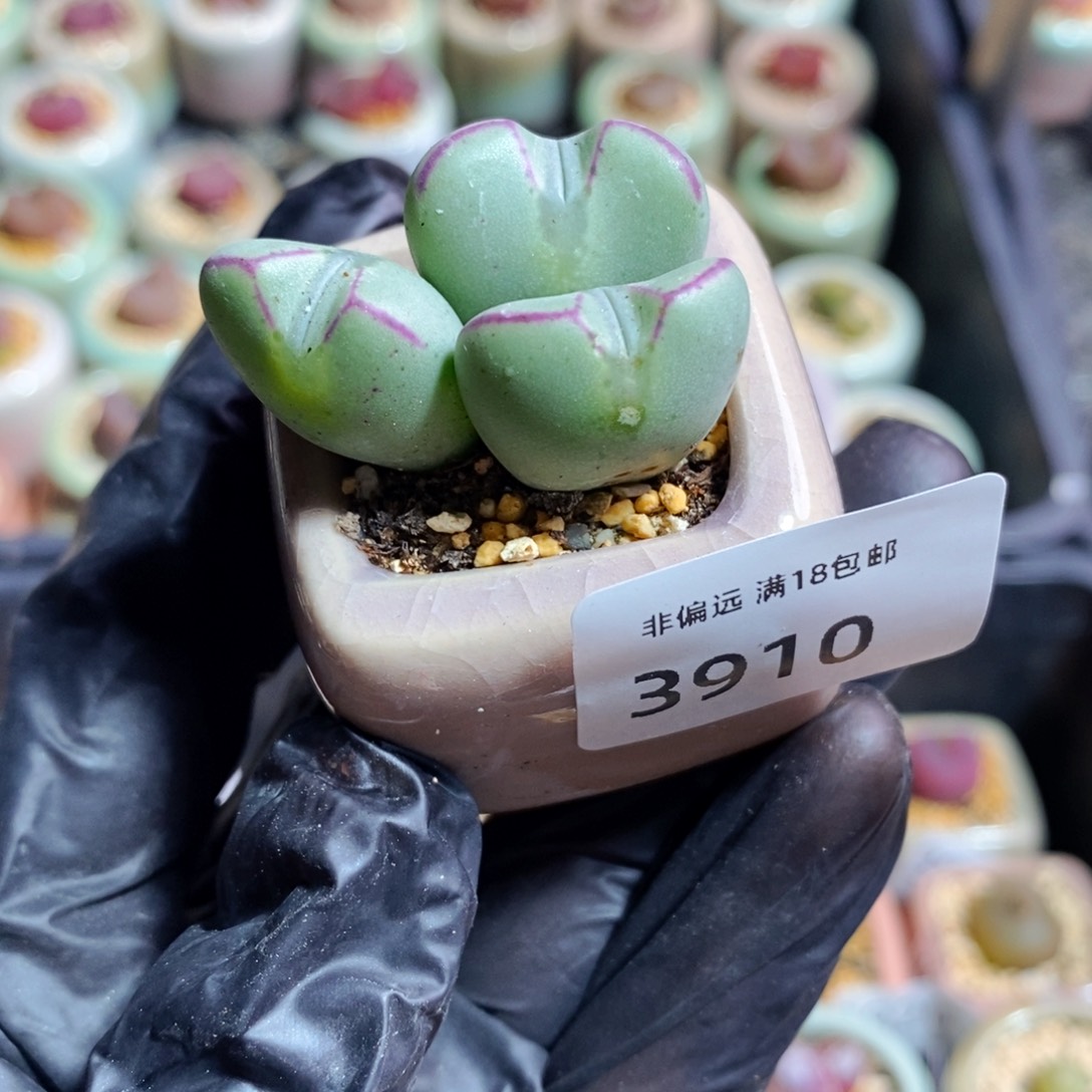 3910-一物一拍带盆