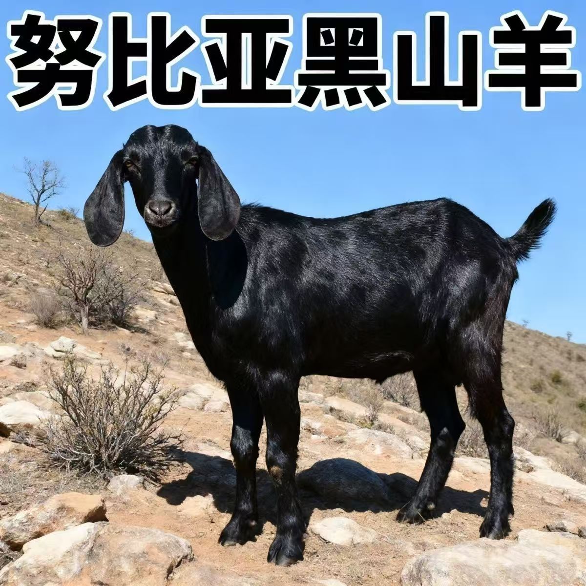 黑山羊怀孕母羊+笼子 食槽赠送养殖技术