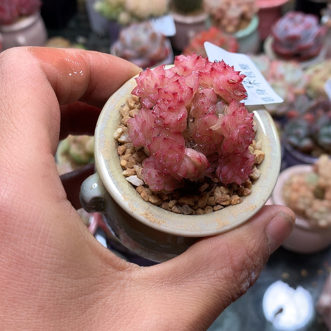 精控拇指盆12.5827