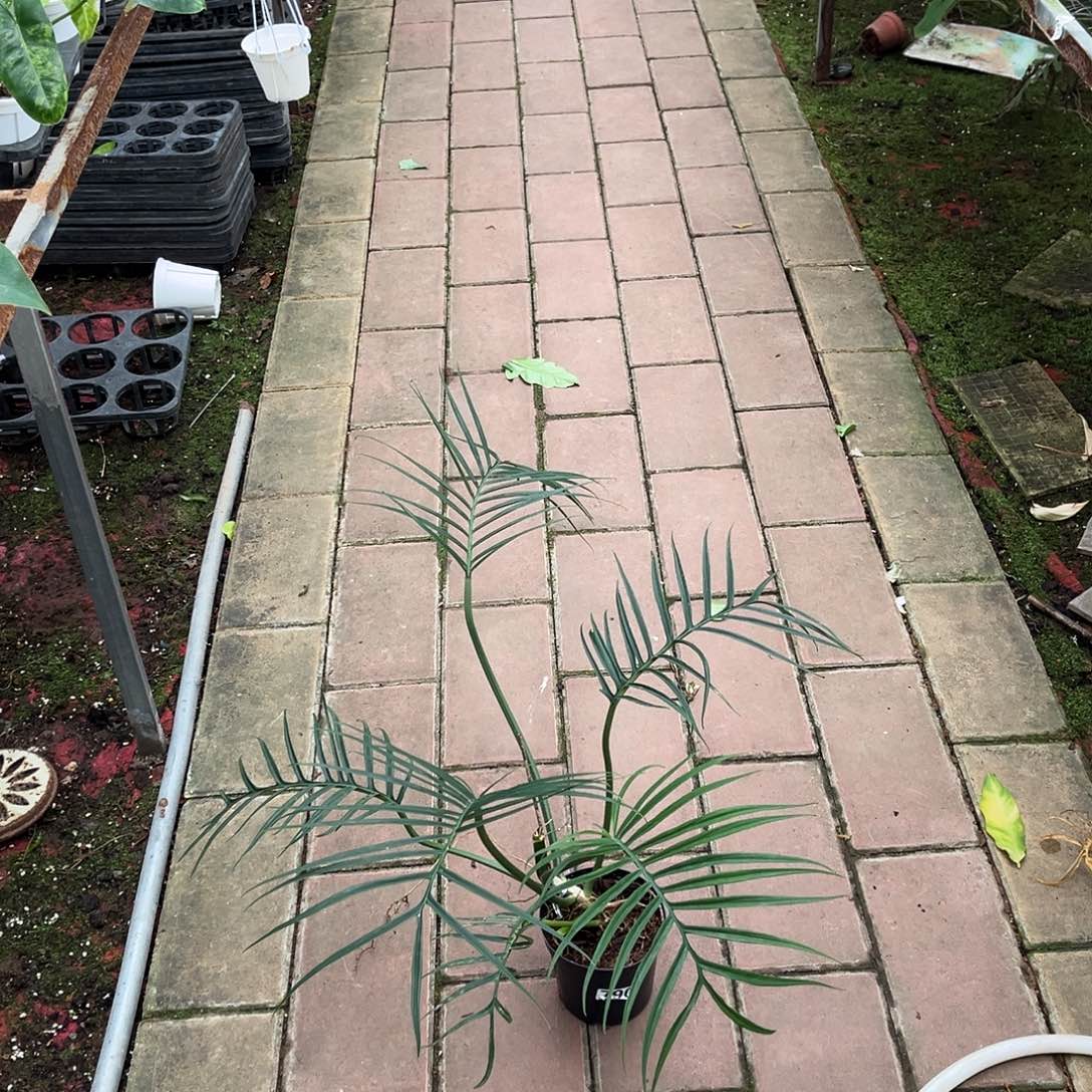 完全开放977 鱼骨蔓绿绒