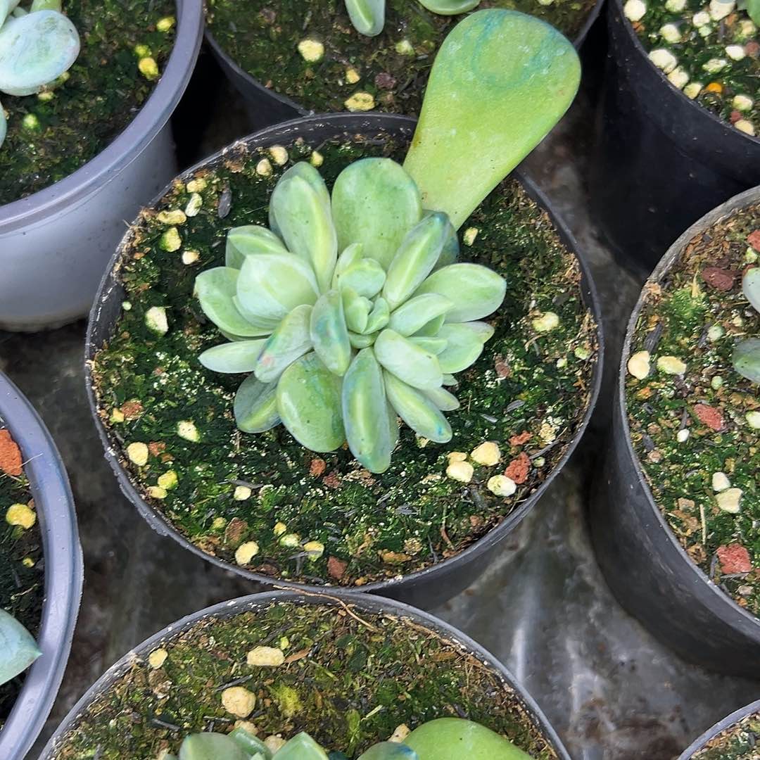 娟***姐芒果冰苗，一物一拍