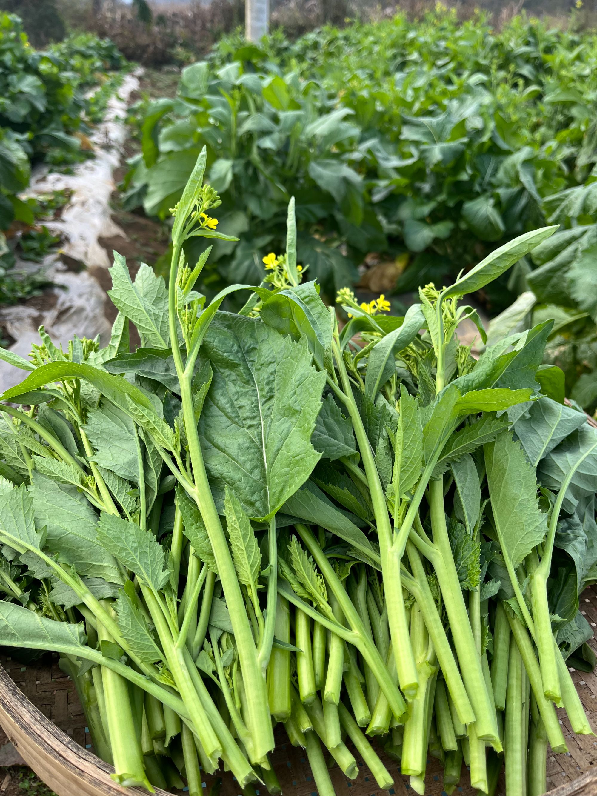 贵州高山时令蔬菜现摘新鲜苦油菜芯油菜菜苔可做酸菜冲菜火锅菜