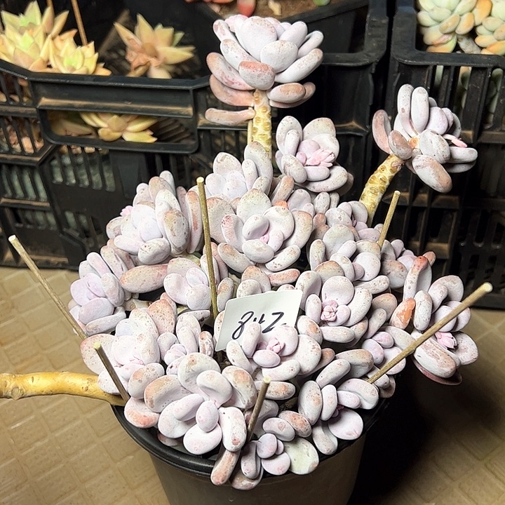 842/////////////////