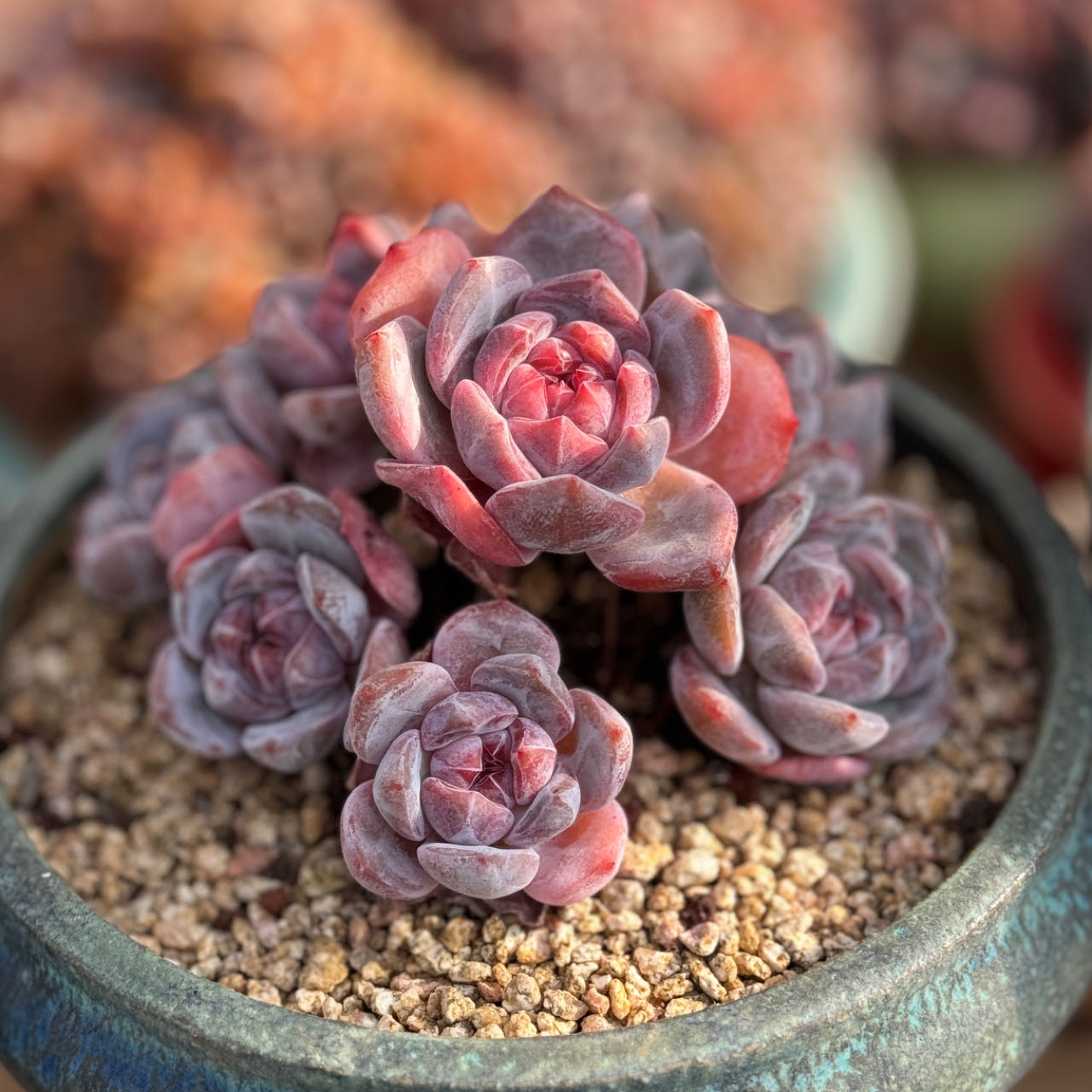 小苹果多肉 一物一拍 以直播间为准