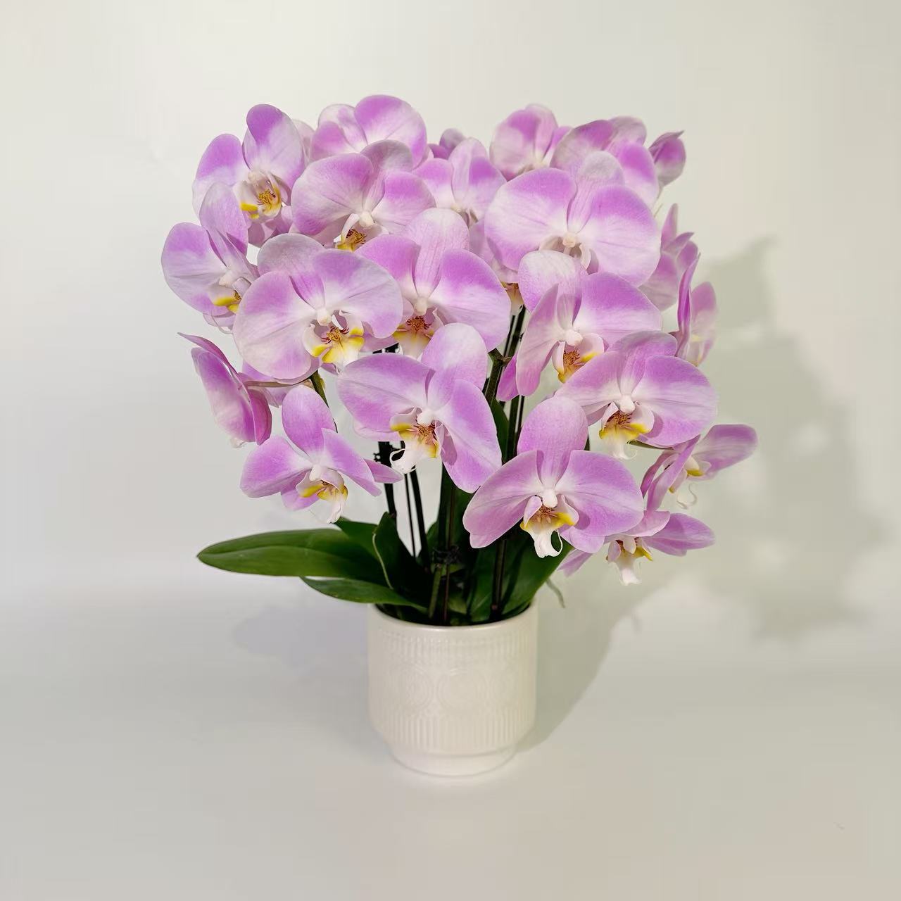 【明星双】中南优选·蝴蝶兰花卉绿植