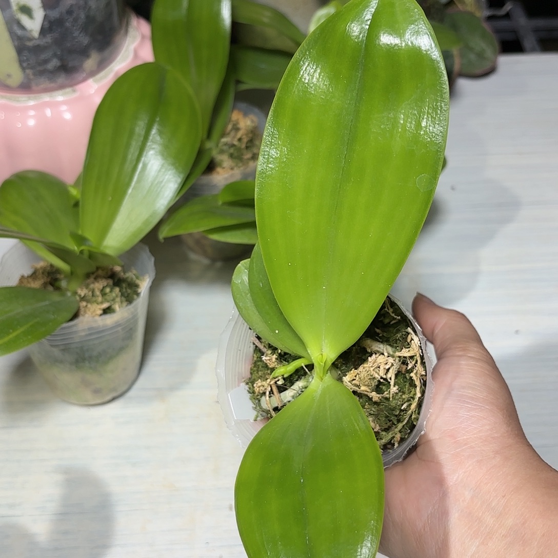 花***D当前无花栽培后可以开花黄金斑马2代