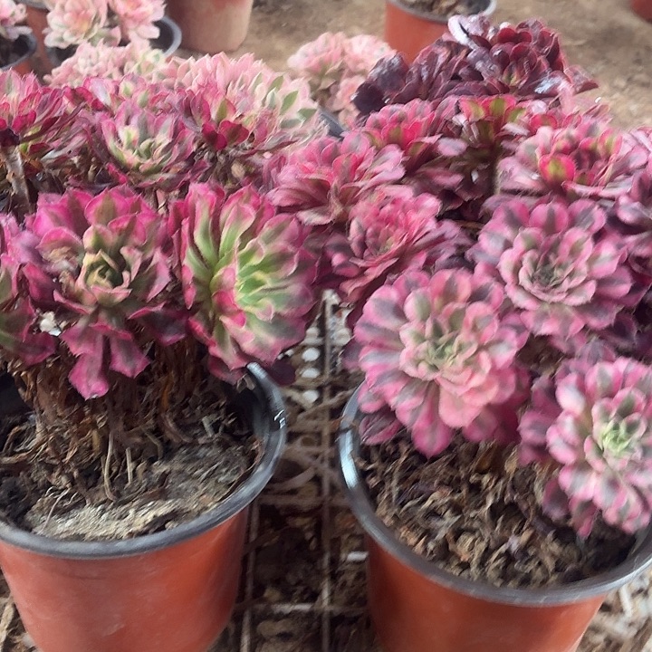 红铜白两颗脱土福利