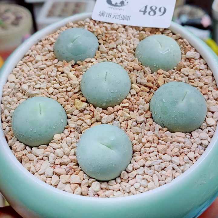 生石花花花花花花花花489