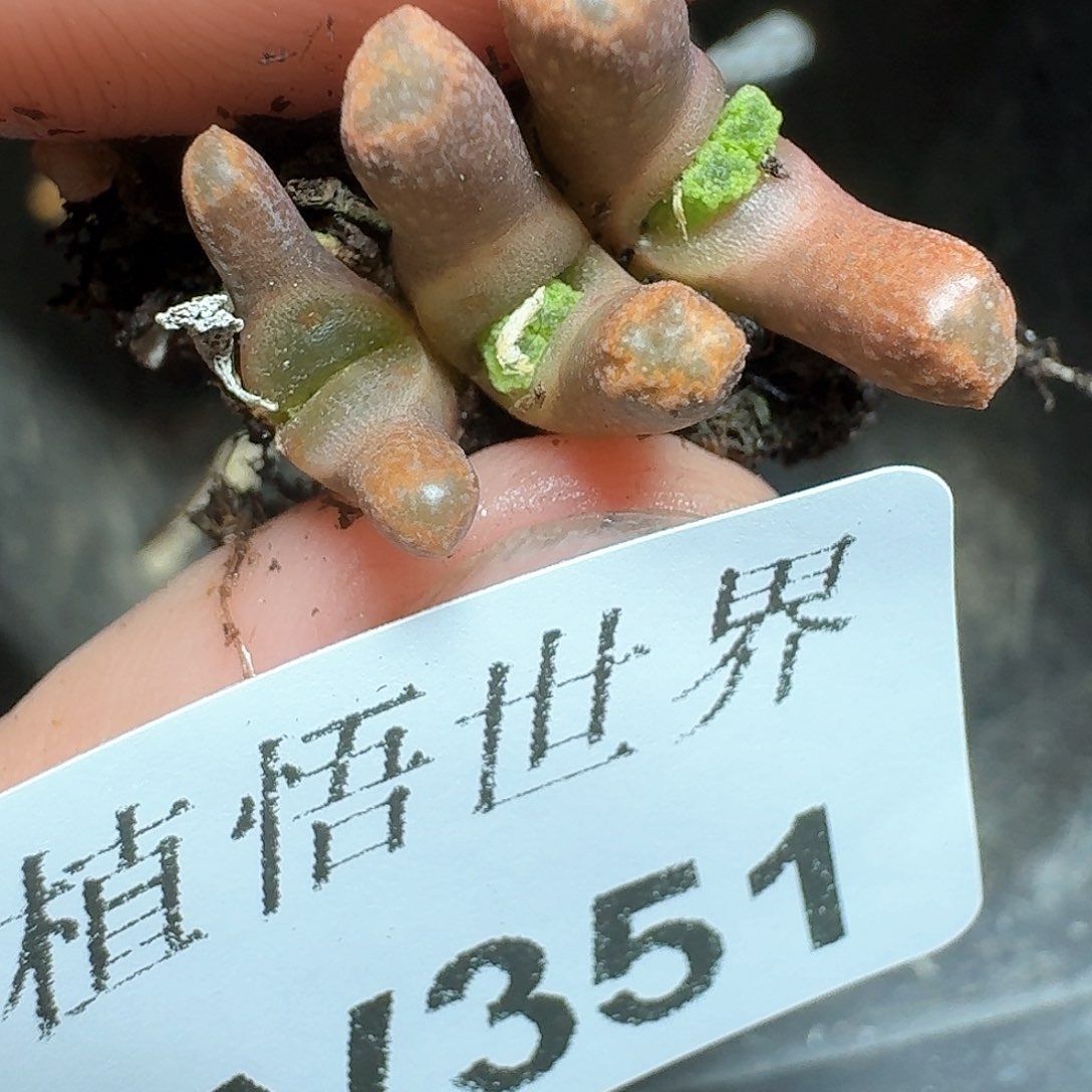 351号多肉植物哇哇c g