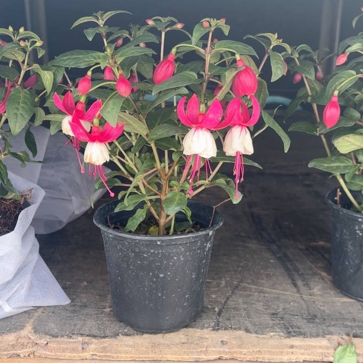 全部花苞倒挂金钟白裙子